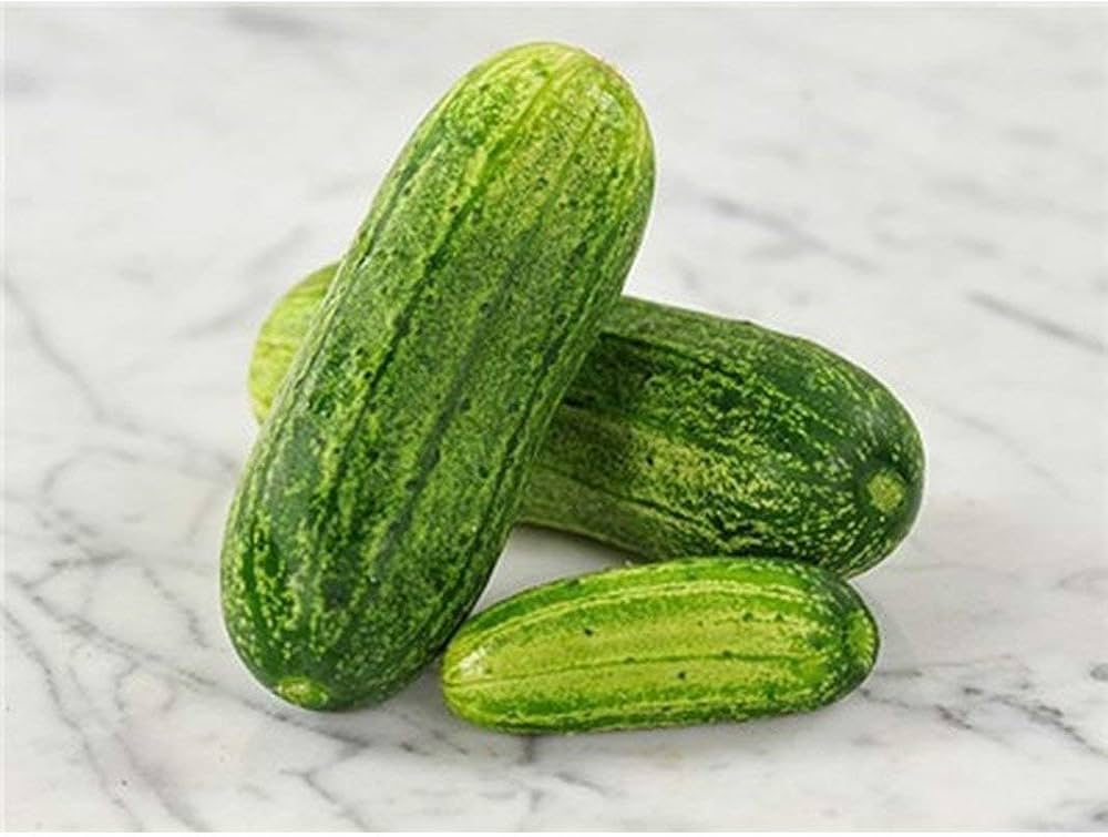 Burpless (cucumber Cucumis sativus vegetable) for planting in garden